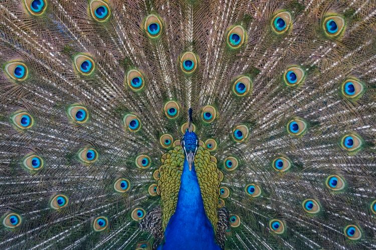 A peacock with his tail open