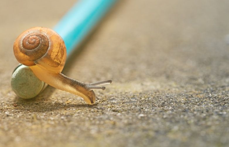 A snail climbing over a pencil