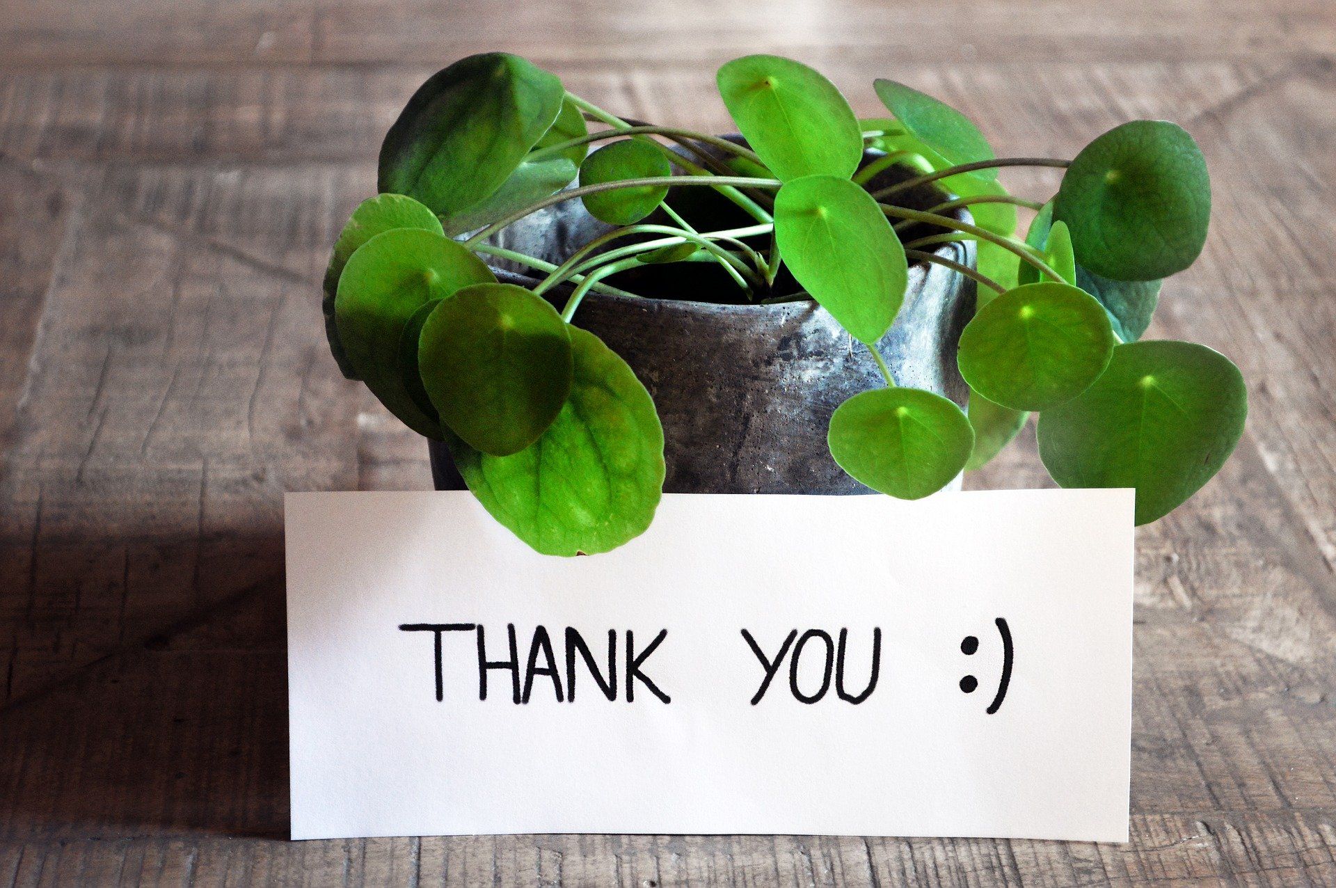 Pot plant with a thank you card