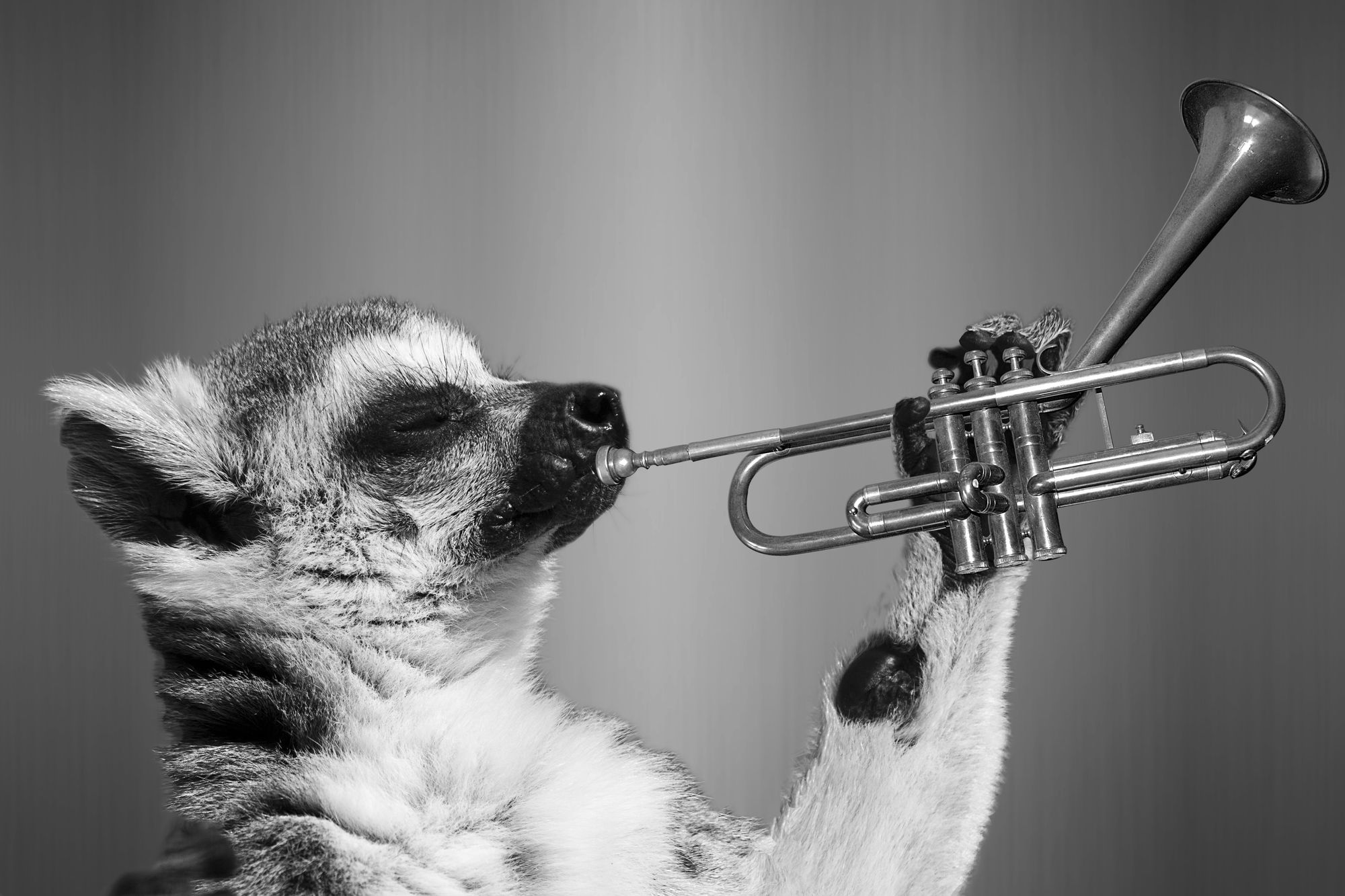 A lemur blowing into a trumpet