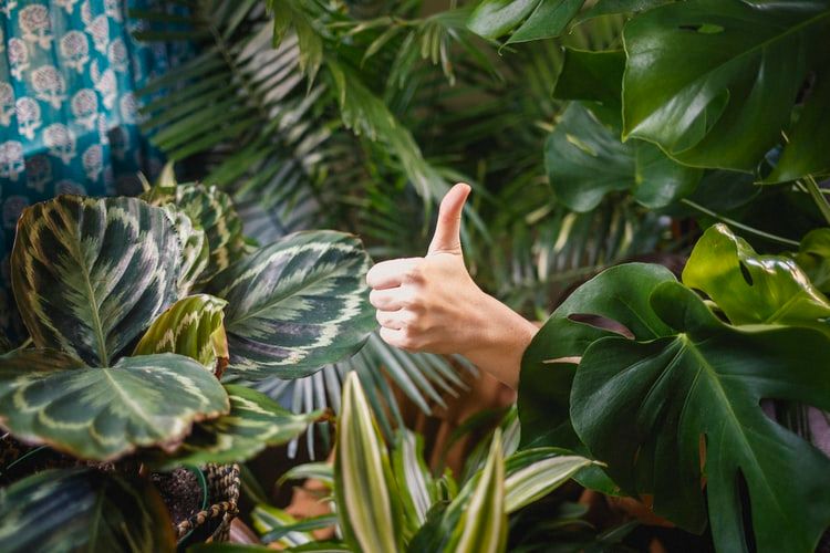 A hand hiding in foliage giving a thumbs up sign
