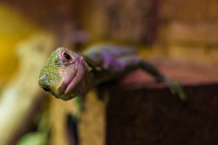 Inquisitive gecko looking at camera