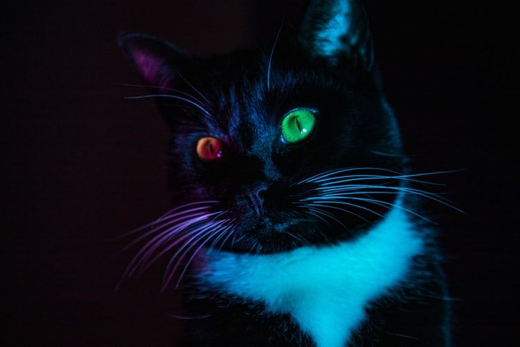 Black and white cat with one red eye and one green eye