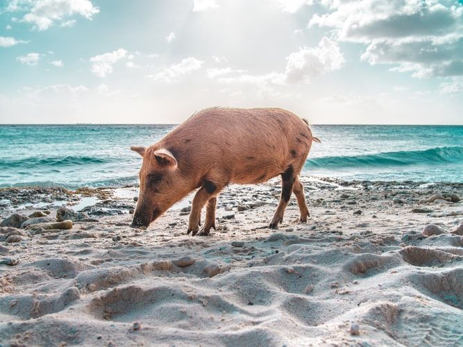 A pig on a beach