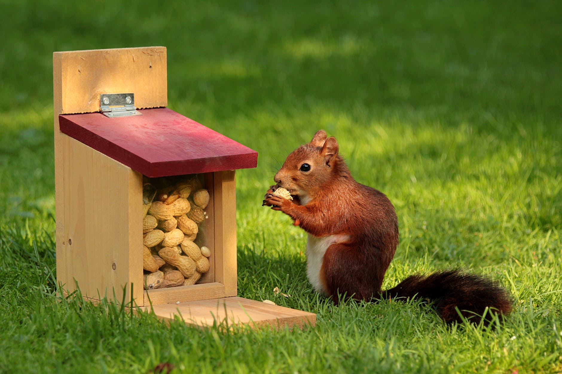 A squirrel eating a peanut