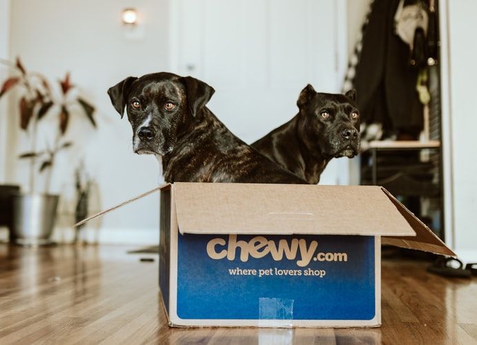 Two black dogs sitting in a cardboard carton