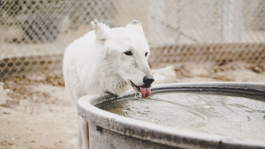 Wolf lapping water from a water barrel