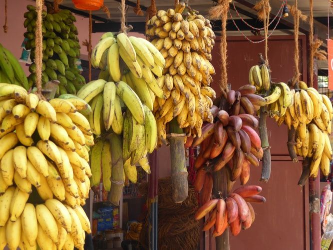 Bunches of bananas hanging on a stall