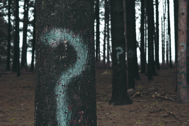 Question marks spray painted on trees in a wood