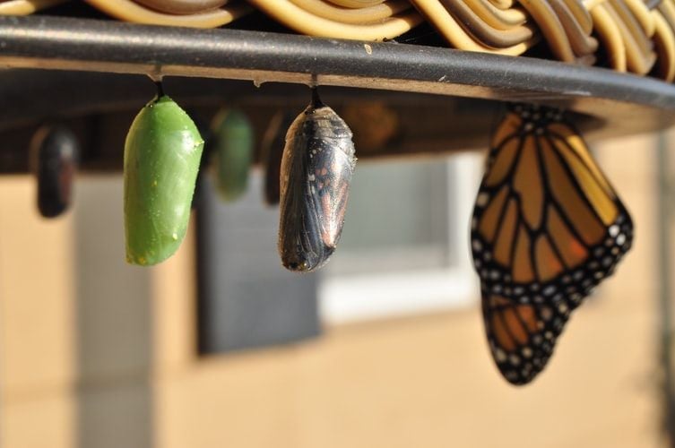 chrysalis and butterfly