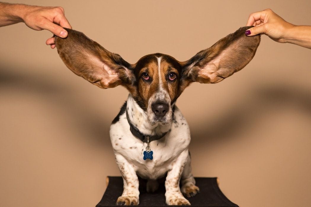 dog with large ears