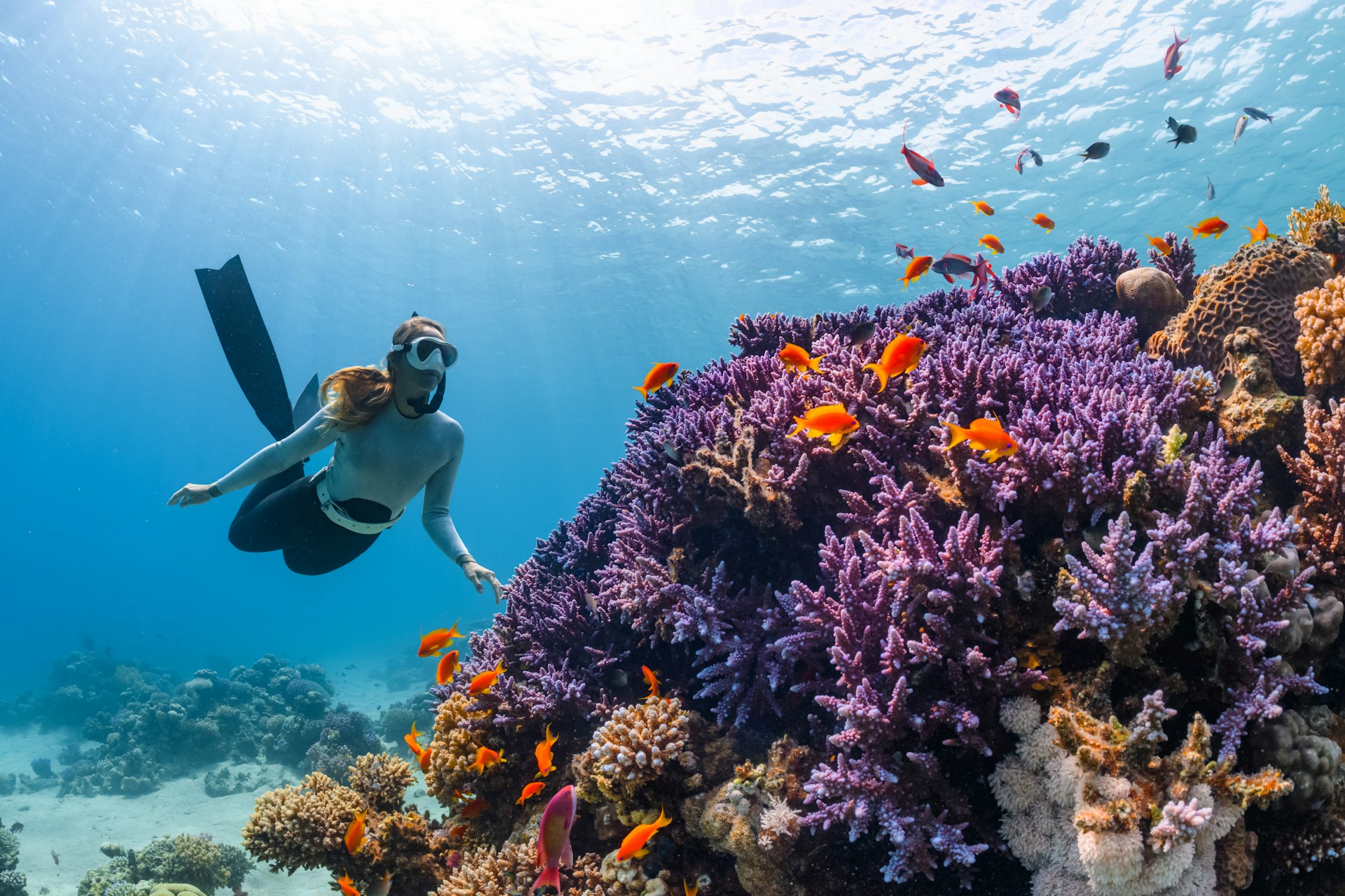 diver and purple coral