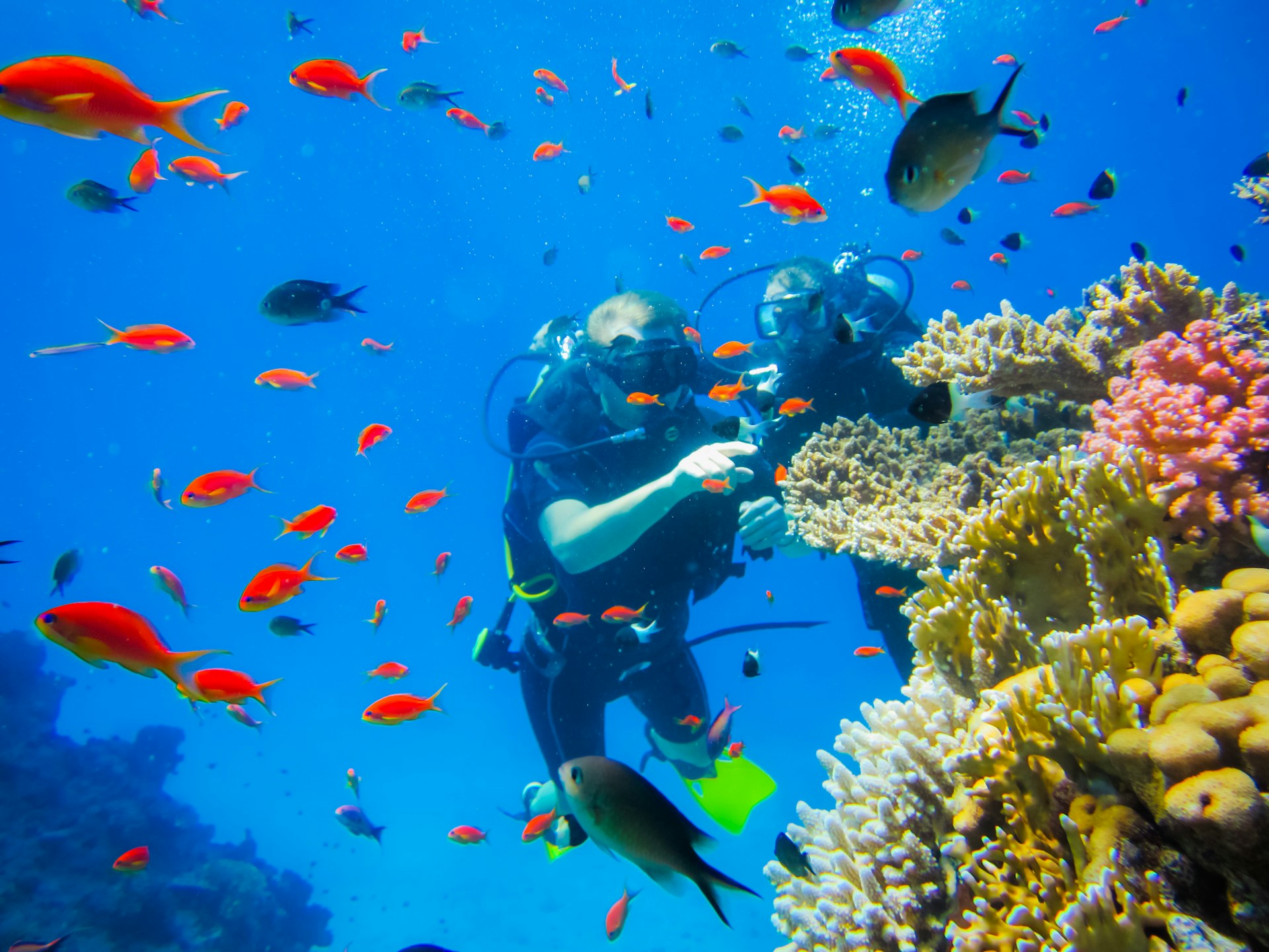 divers, orange fish and coral