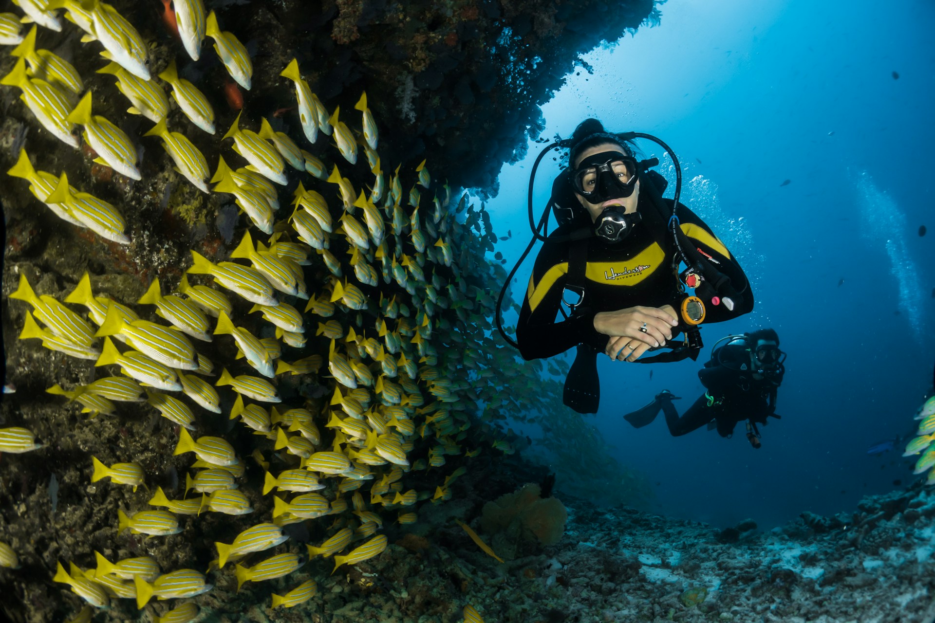 two divers and a shoal of yellow fish