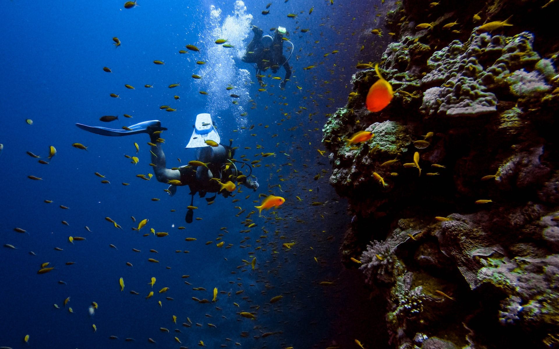 diver under water