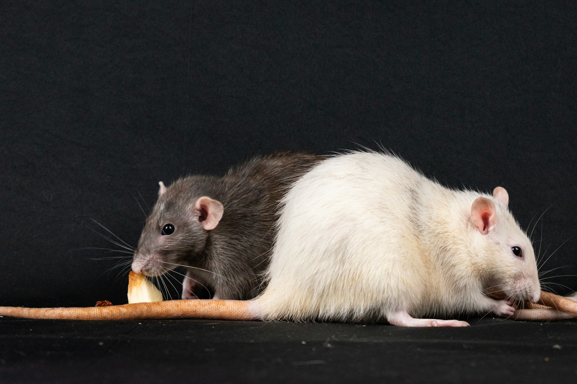 black rat and white rat eating cheese