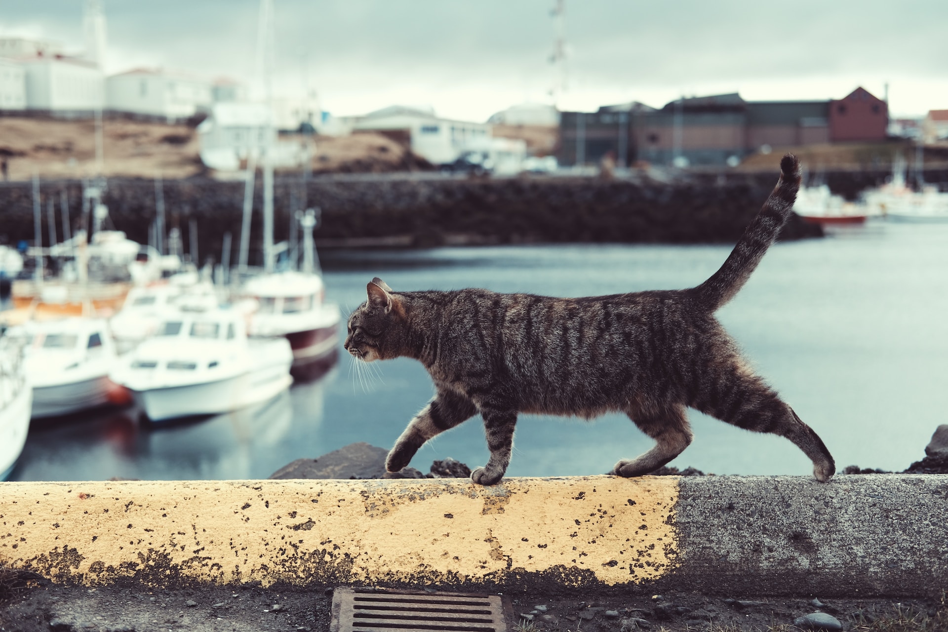 A tabby cat walking across a harbor wall