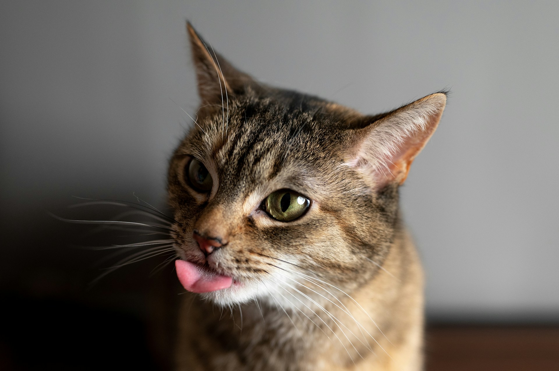 a cat sticking its tongue out