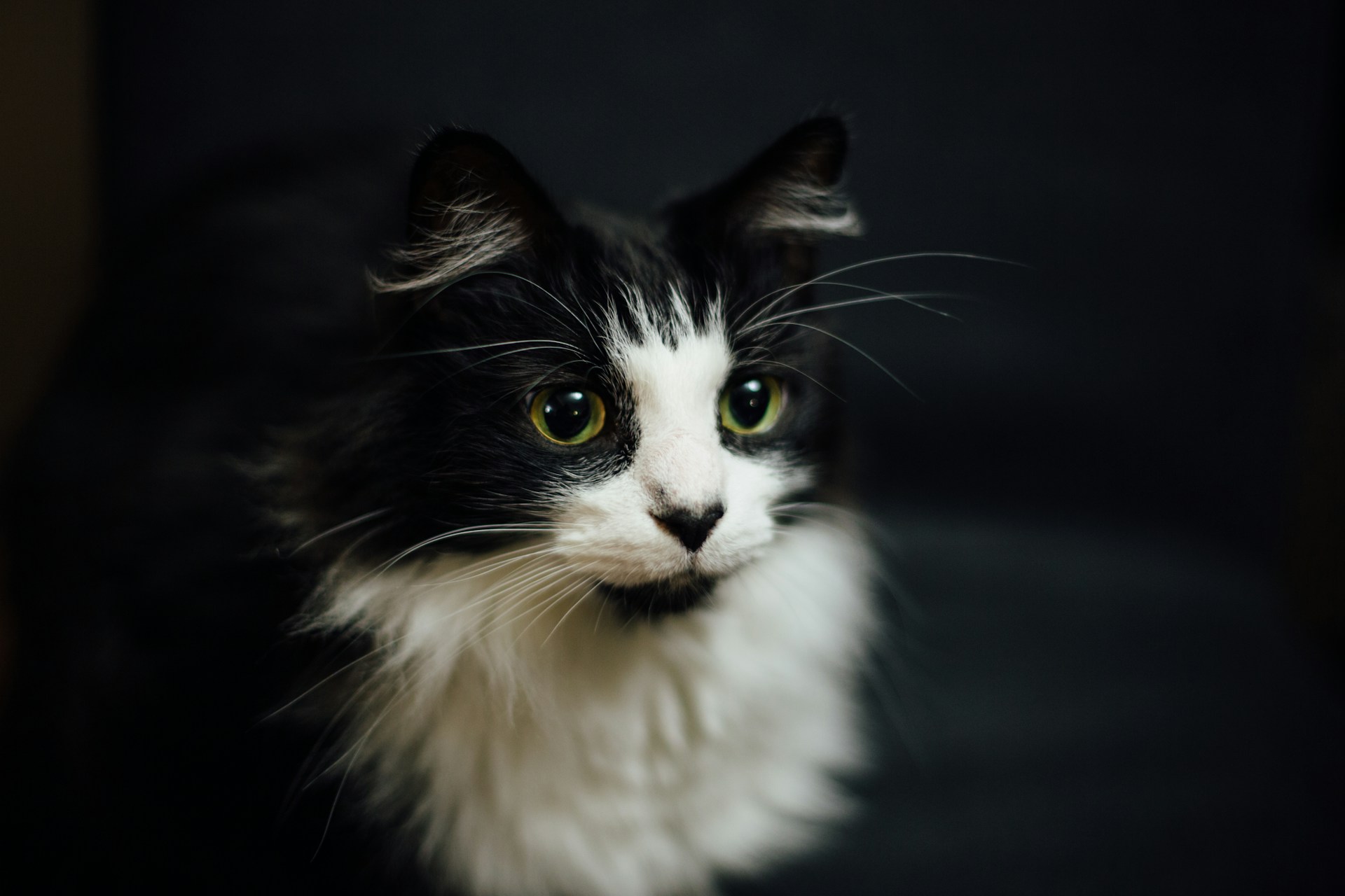 a fluffy black and white cat