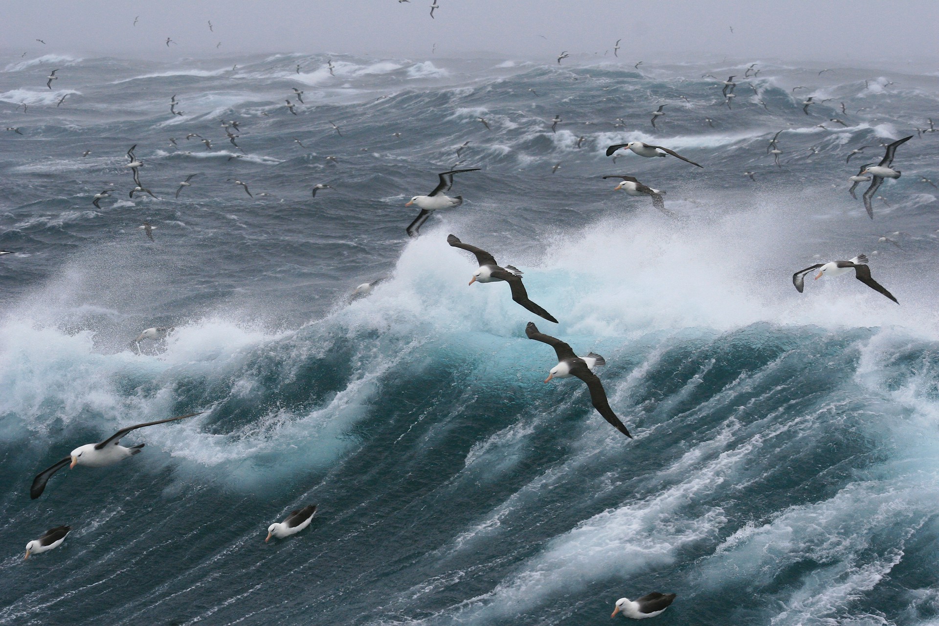 albatrosses at sea