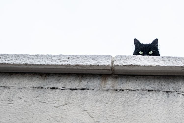 black cat looking over wall
