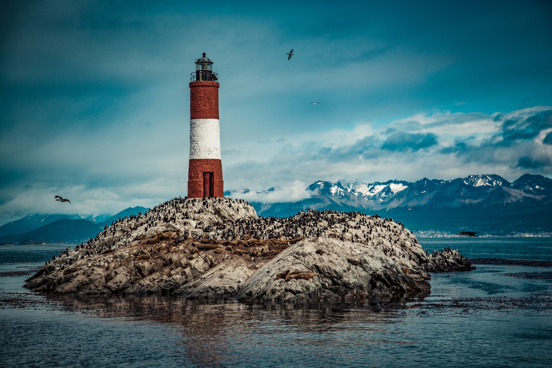 red and white lighthouse on a rock surrounded by sea birds