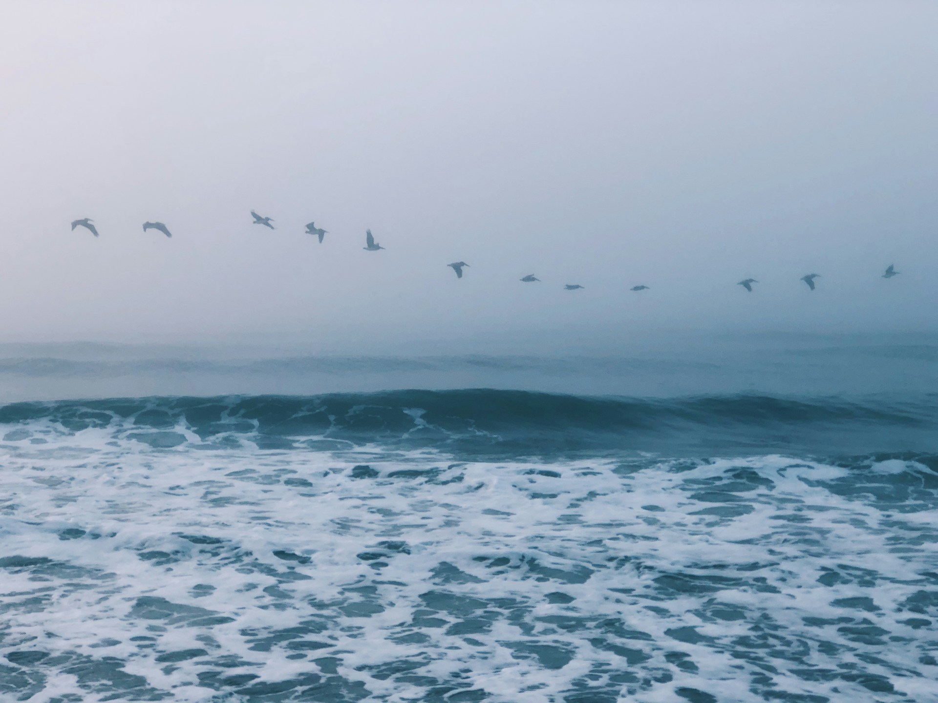 birds in a foggy sky at sea