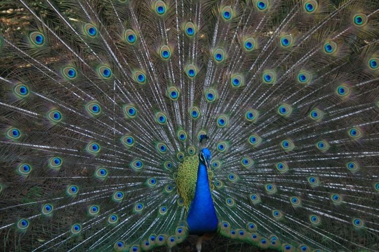 peacock with open tail